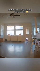 Don't leave your dog at home.#dog#funny#funnyanimals#funnypets#animals #dogsofttiktok #pet #foryou #longervideos | Pets Funny Videos