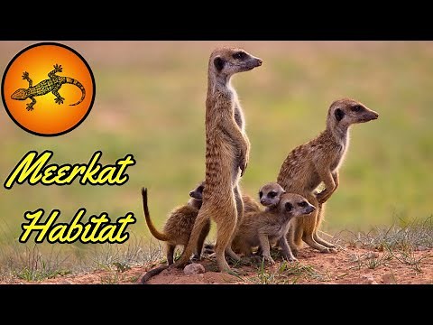 Where Do Meerkats Live?