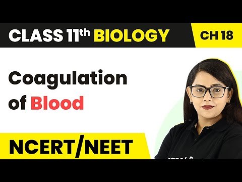 Coagulation of Blood - Body Fluids And Circulation | Class 11 Biology/NEET-AIIMS
