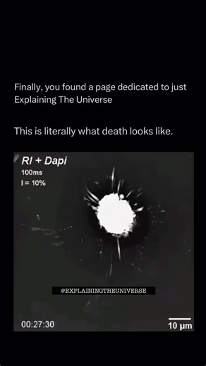 Explaining The Universe on Instagram: "This video shows a single living cell viewed with refractive index imaging and DAPI staining. The bright center highlights the nucleus stained with DAPI, while the outer edges and spiky projections are the cell’s extensions, called filopodia or lamellipodia, which it uses to sense its environment and move. The refractive index imaging reveals the cell’s overall structure and thickness, while the DAPI marks its DNA, giving a combined view of both the cell’s 