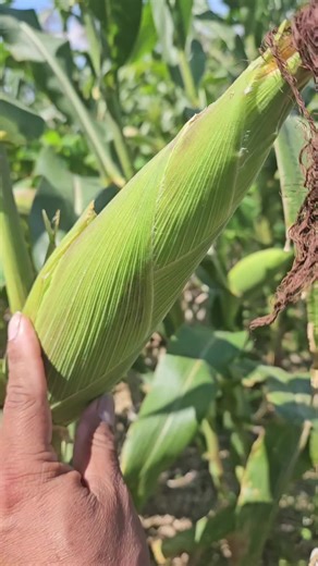 Mica.guatemex (@mica.guatemex)’s videos with sonido original - Mica.guatemex