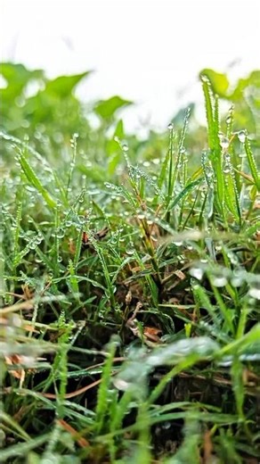 Nature videography #nature #shorts #foryou #viral