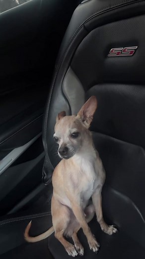Chihuahua's Adorable Peanut Voice