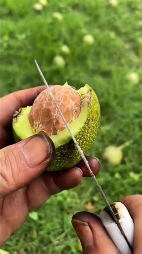Walnut shelling technique
