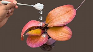 每周浇灌一次，没想到腐烂变黄的蝴蝶兰突然长出了许多新根和叶