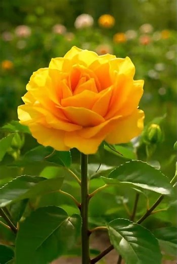 Golden Celebration — The Most Stunning Golden Rose Ever Created | Floral Planet 💛 #Shorts