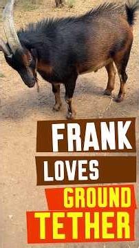 Frank LOVES Ground Tether! #feralfrank #crownfoxhabitat #goat #comedy #farmlife #comedyshorts
