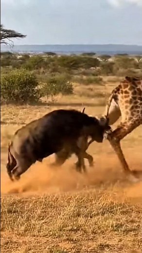 Animals With Weapons. 武器を持つ動物 #amazinganimals