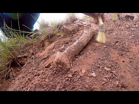 This Chinese Region is a Treasure Trove of Dinosaur Discoveries