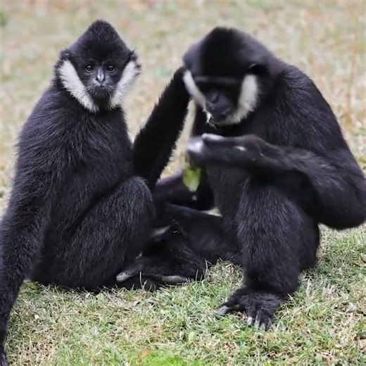 Gibbons: 20 Amazing Species of Southeast Asian Apes | Siamang, Hoolock, Crested & True Gibbons