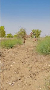 Big camel fall down trees in desert