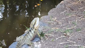 File:Eastern Water Dragon. video.webm - Wikimedia Commons