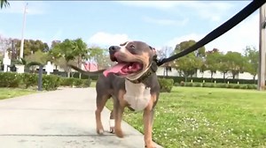 What's making dogs so sick