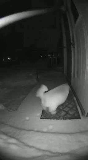 Cockapoo Puppy Cries for Help in Violent Snowstorm #shorts #dog #puppy #blizzard