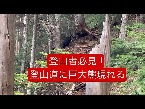 登山者要注意！登山道に熊出現