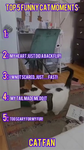 💫 5 Cat Moments That Deserve an Oscar! #cats #funny #shorts