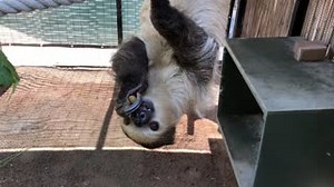 Happy #worldslothday! Did you know, sloths do everything upside down? Whether they're eating, sleeping, breeding or even giving birth, sloths love hanging upside down! 📷: Primate Keeper Debbie | Phoenix Zoo