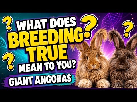 What Does “Breeding True” Really Mean? Giant Angora Linebreeding, Outcrossing & Progress | Live #40