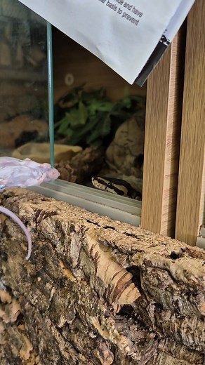 He hasn't eaten it 5 months Can we get him this baby royal python feeding ? | Snake Island Exotic