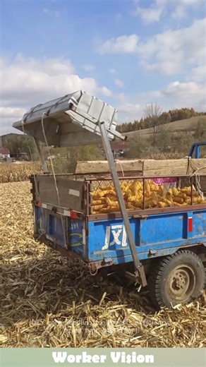 DIY corn handling tool boosts efficiency, saves time and effort! #diy #tips #corn
