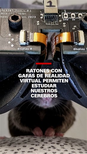 30K views · 181 reactions | La tecnología en miniatura permite a los ratones explorar mundos virtuales y, al mismo tiempo, revolucionar la investigación cerebral y posibles tratamientos para el alzhéimer. | CNN en Español | Facebook