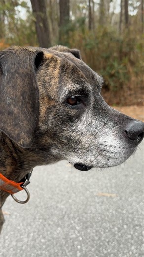 Meet Rocky ~ a senior Plott Hound with a gentle heart ~ good with dogs and great with kids Available for adoption at the Carteret County Humane Society. 🐕: https://cchsshelter.com/dogs/#sl_embed&page=shelterluv_wrap_1755871017/embed/animal/TSNC-A-14395 | Carteret County Humane Society