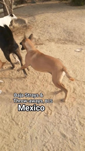 On this last day of 2025 we wish you enough energy to stay awake until midnight 拾 for this New Years Eve thing  BAJA Strays & Throw-Aways SantaCruz, BCS #dogrescue #dogmoments #puppyrescue #highenergy #newyear2026 #newyearseve #NewYearsEve2025 #doglover | BAJA Strays & Throw-Aways SantaCruz, BCS | Facebook