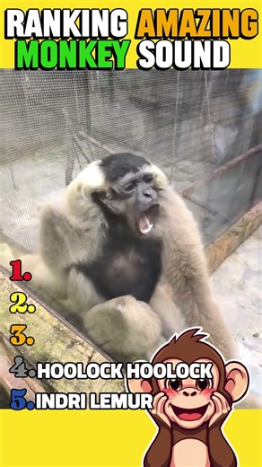 🤣 Amazing Monkey Sound Compilation 🐒#shorts