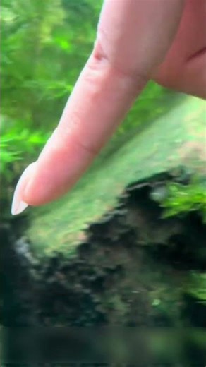 The secret to quickly eliminating hair algae and black brush algae in just 24 hours with Real Alg...
