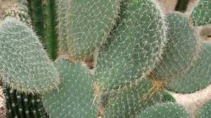 Cactaceae Opuntia cactus at Ecorium National Institute of Ecology - deserted biome