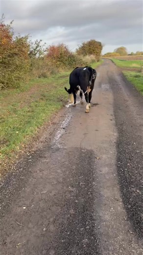 2K views · 62 reactions | Moooorning Welcome to a new episode of The Fen Archers In yessss Come On Gary And he ain’t changed 1 bit | Bramblebee Farms | Facebook