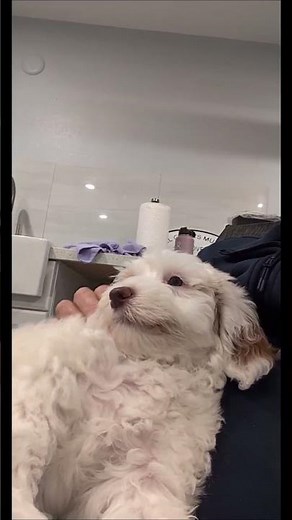 Puppy love is waiting for you.