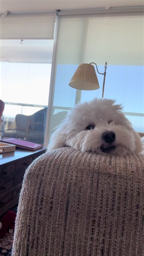 Videos de Mayita (@yo_soy_mayita) con “sonido original - Los Shihtzu Mtr🐶”