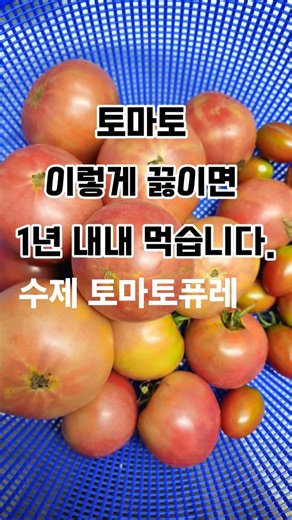 김부장 제철토마토퓨레 만들기 #토마토퓨레 #토마토 #시골생활 #farming