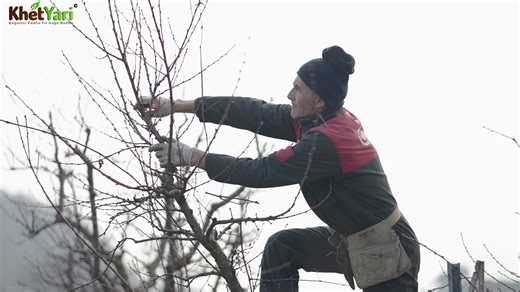 ✂️ After Pruning Kya Kiya Jaye? 🌱 👉 Jaane pruning ke baad ke best care practices jo plant growth ko strong banayein aur orchard ko healthy rakhein. 🍎📈 . . . . . . . . . . . #AfterPruning ✂️ #OrchardCare 🌳 #HealthyPlants 🌱 #FruitGrowers 🍎 #SmartFarming 🚜 #BetterYield 📈 #jittuchauhanorchardist | KhetYari