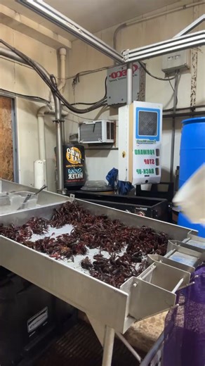 Wash and walk with these BEAUTIFUL BADDIES👏 🦞🦞🦞🦞 CRAWFISH CRAWFISH CRAWFISH #TheCrabManPlus #boiled #live #season #live #fyp #neworleans #mukbang #rain #seafood #crablegs #Crawfish | The Crab Man Plus