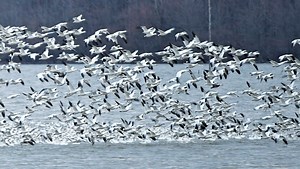 Watch massive groups of snow geese at Middle Creek with Pa. Game Commission livestream