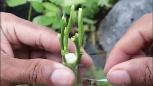 82K views · 4.3K reactions | Easy Grafting plant tree videos | Grafting Examples | Facebook