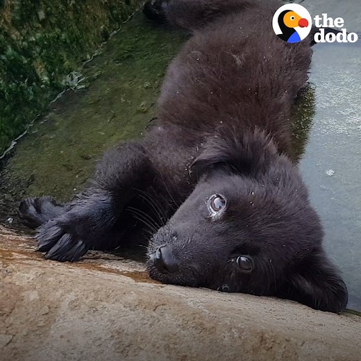 Watch this tiny puppy who couldn’t stand on her own learn how to run 💗👏 | The Dodo