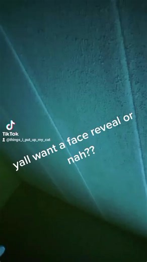 things I put up my😺 (@things_i_put_up_my_cat)’s videos with original sound - things I put up my😺