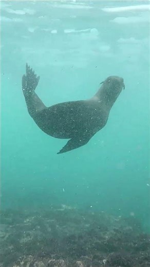 Acrobatic Fur Seal while diving