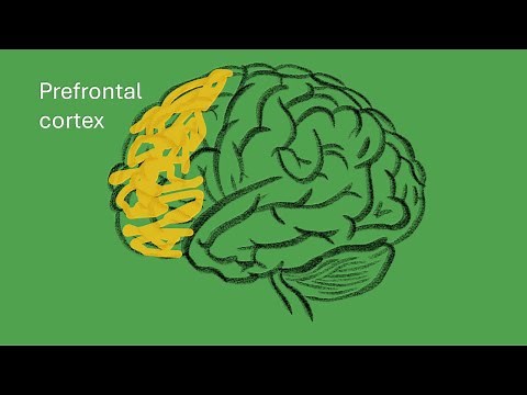 The Frontal Lobes and Executive Control of Cognition