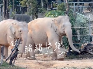 大佬推完妈妈推，妈妈继续推，奶爸先收维达回去，小猪嘤嘤嘤：太太太太太委屈～（251205动物科普头条直播录屏小猪cut2）