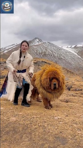 Monster Tibetan Mastiff Stuns the World!