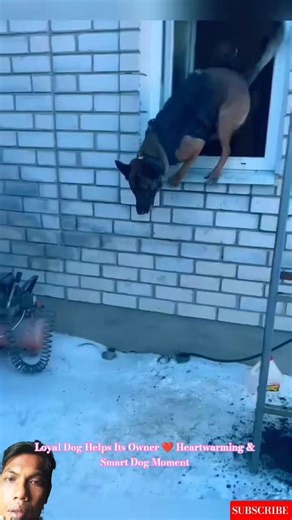 Loyal Dog Helps Its Owner ❤️ Heartwarming & Smart Dog Moment #dog #puppy #malinois #dogcoach