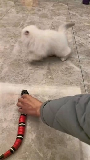 “Bring Out Your Cat’s Inner Hunter LlNK lN COMMENTS #cat #cattoys #smartcat #catshorts | Cats Fny | Facebook