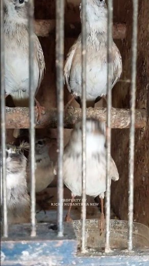 Branjangan sanma mini