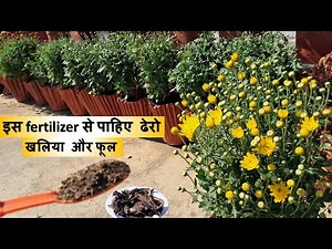 Step-by-Step guide growing Chrysanthemum Plant.