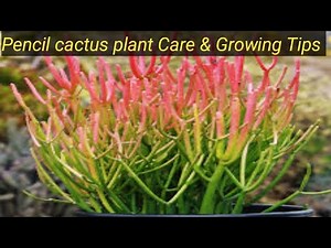 Pencil Cactus Plant Care & Growing Tips | Complete Guide