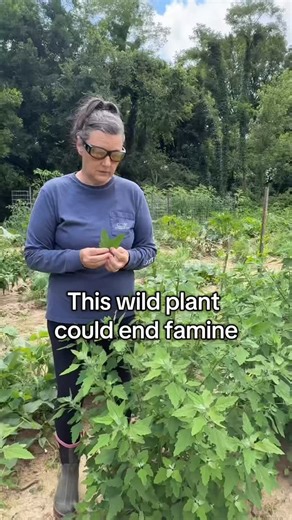 Missy Anthony on Instagram: "Lamb’s quarter is known by many names around the world, but one thing all languages can agree on is just how incredibly nutritious this wild plant is! #lambsquarter #gardening #wildplants #plants"